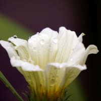 雨の日も楽しい写真撮り（ガザニアの花）
