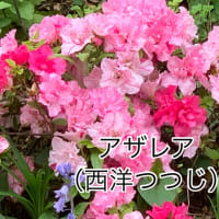 2025.4.20(日)   アザレア
