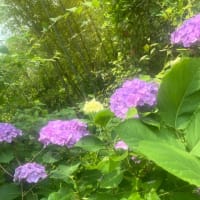 日本ミツバチ🐝の採取をしました