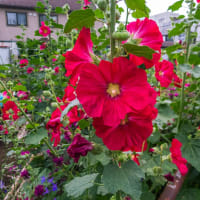 6月8日(日) 日曜日の朝は､モーニングサービス？！