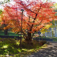 小樽公園の秋