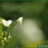 自宅庭の「サツキ」の木の下で、今年も「トキワツユクサ」の花が咲き始めているのに昨日の朝に気が付いて・・・