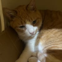 看板猫のいるお店で猫飲み (2506-1)