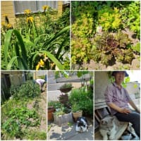 野の花を摘みて憩いし老ふたり
