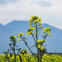 瀬戸の菜の花畑