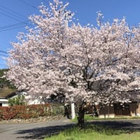 桜が満発なので散策しました