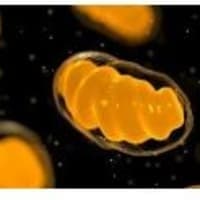 スパイクタンパクによるミトコンドリア機能不全の発生