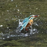 水絡み小魚咥え　2025.5.27