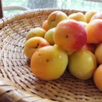 【無農薬・自然農法の梅】梅干し・梅ジュース・梅酒に(^ー^*)