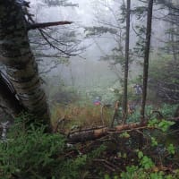 雄阿寒岳登山　原生林の急登