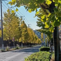 　円海山と洋光台の紅葉