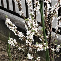 我が家の庭にも春が来ました