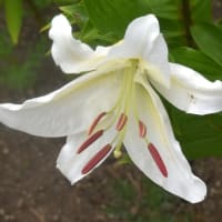 秘密の花園の花たち