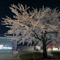 今年の🌸見