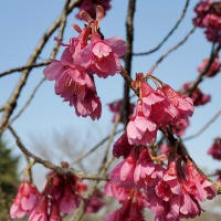 ラベンダーリースと早咲の桜