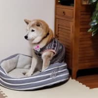 クリンへの想いは尽きなくて・・・309