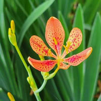 １６本の紫陽花の花をカット