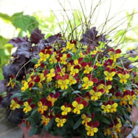 寄せ植え２回目です。やはり長く咲いてくれるパンジーに代わってビオラです ❣