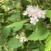 山の可憐な花たち
