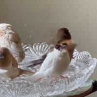 健康のバロメーター？