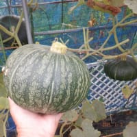 　久し振りの草刈りタップリ　収獲5種類カボチャ他　マダイと野菜料理