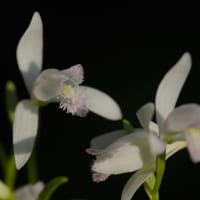 白い花の トキソウ