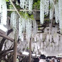 あしかがフラワーパーク「ふじのはな物語 2025」その1
