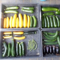 　野菜収穫ズッキーニ・キュウリ・ナス・インゲン　お茶畑手伝い
