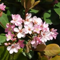 シャリンバイ　〈車輪梅のピンクと白い花〉　 