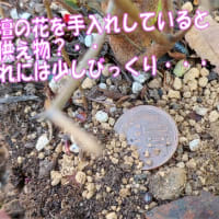 花壇に１０円の賽銭？お供え物?💰長岡天満宮のきりしまつつじの苗木ヤバそうなので植え替えました