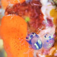 旬の魚や生き物に愛情込めて、、4月末の海!!☆