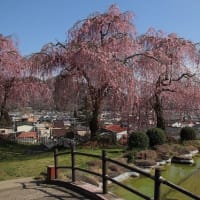 桜を求めて～上山城