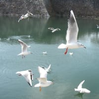 試投稿