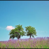 「信州国際音楽村公園」の ラベンダ－畑