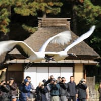 岡山後楽園で丹頂鶴の放鳥がありました
