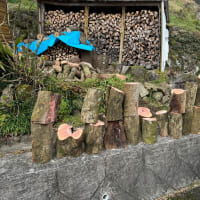 雑木の伐採（薪材用）