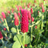 サツキ　花盛り