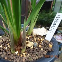 新芽欠きをしました。