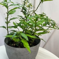 モロコシソウの花が咲いた。