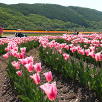 上湧別・チューリップ公園