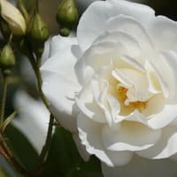 白いバラ　８品種の白色系のバラ〈ジョン F ケネディ　ホワイト クリスマス　フレンチレース　ホワイト コスター　ティアドロップ 　ファビュラス！　アイスバーグ　シー ジャック〉　