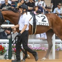 【コンタンゴ】続戦可能な状態、来週のマイル戦へ！