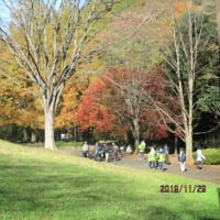第３段　都立桜ケ丘公園　'19-11-29