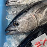 本日「ウニ口開け」