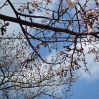 桜の蕾が・・・