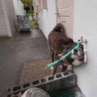 らっきょう、漬けました