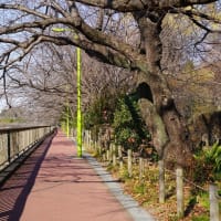 「加齢=老化」とは言い切れない意外な“脳のピーク”、私は多々学び、微苦笑して・・。