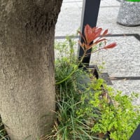 オサンポ walk - 植物plant : 幹の脇っちょ at the side of shaft(tree)