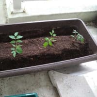 ミニトマト　アイコの植え替え