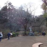 片倉城跡公園のセツブンソウと福寿草 2024.2.18